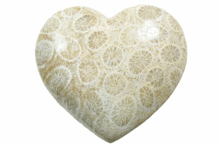 1.4" Fossil Coral Heart From Indonesia - Photo 1